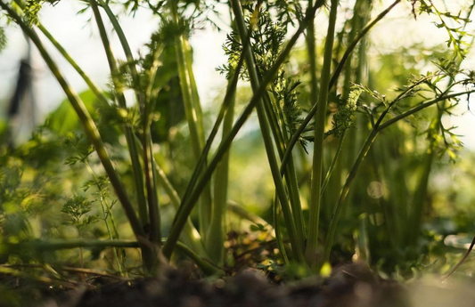 肥料も農薬も使わない自然栽培は有機栽培と何が違うの？