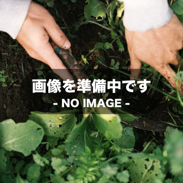 【シルクスイート】農薬不使用さつま芋*約450〜500g