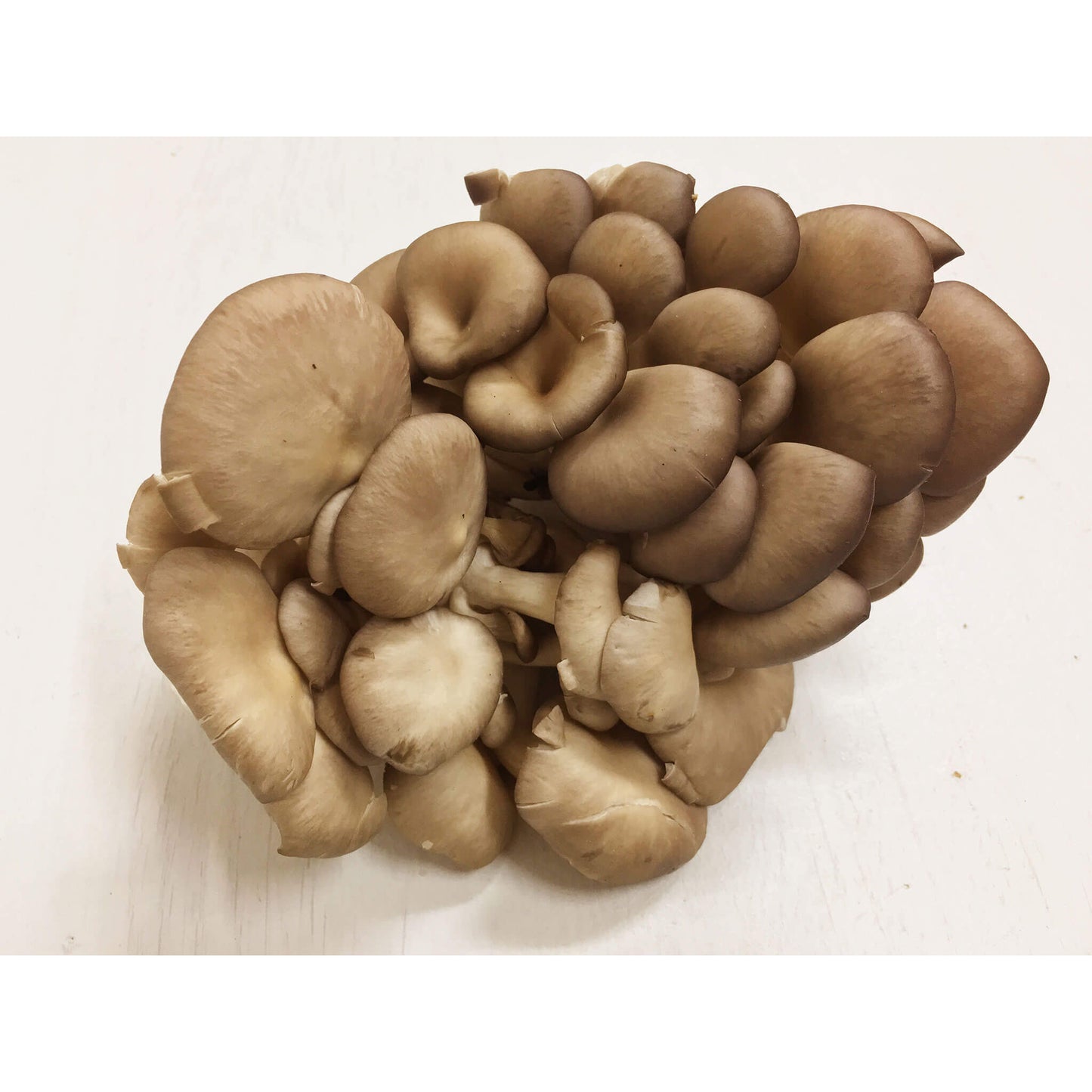 堀脇さんちのコリコリひらたけ|150g