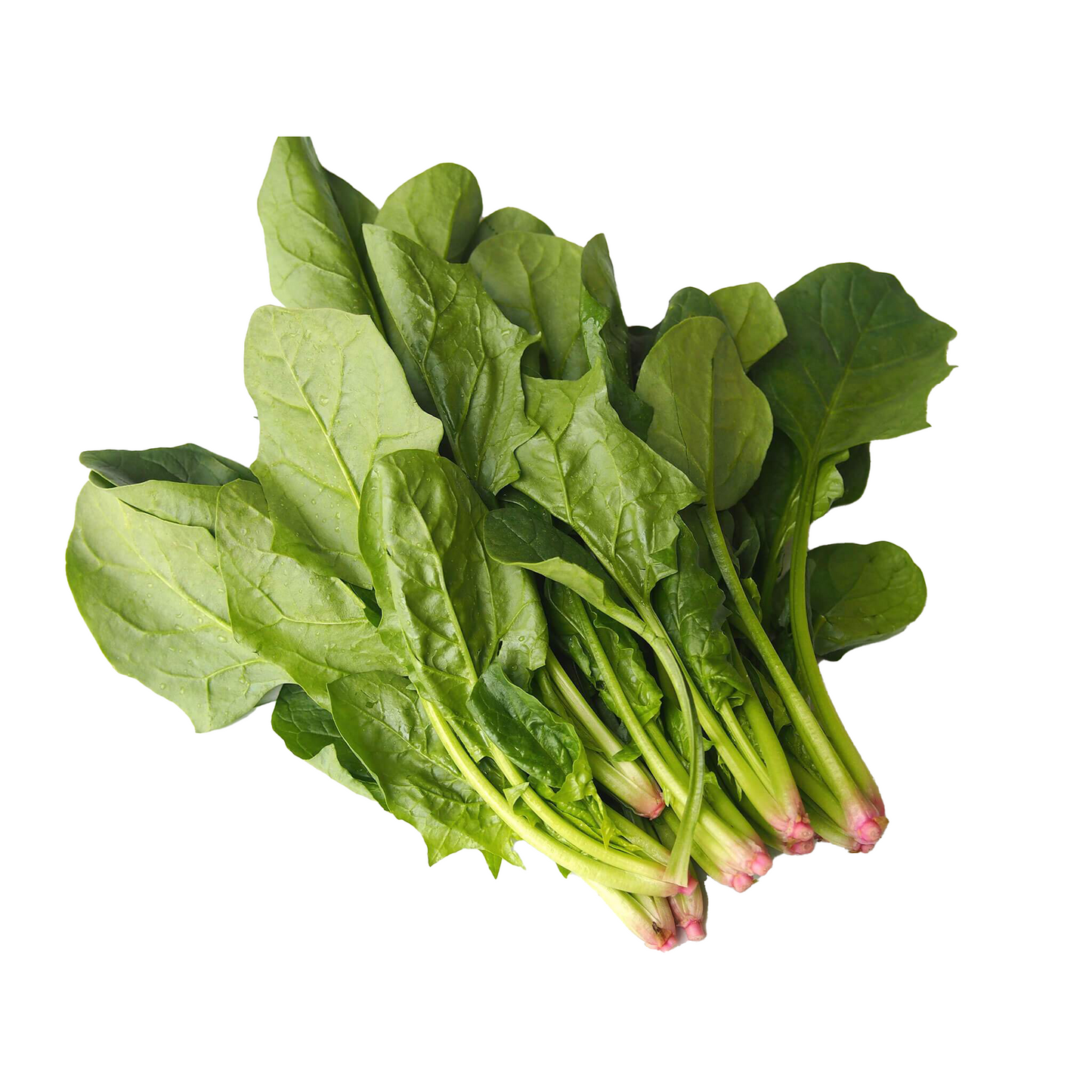 自然農サラダほうれん草画像