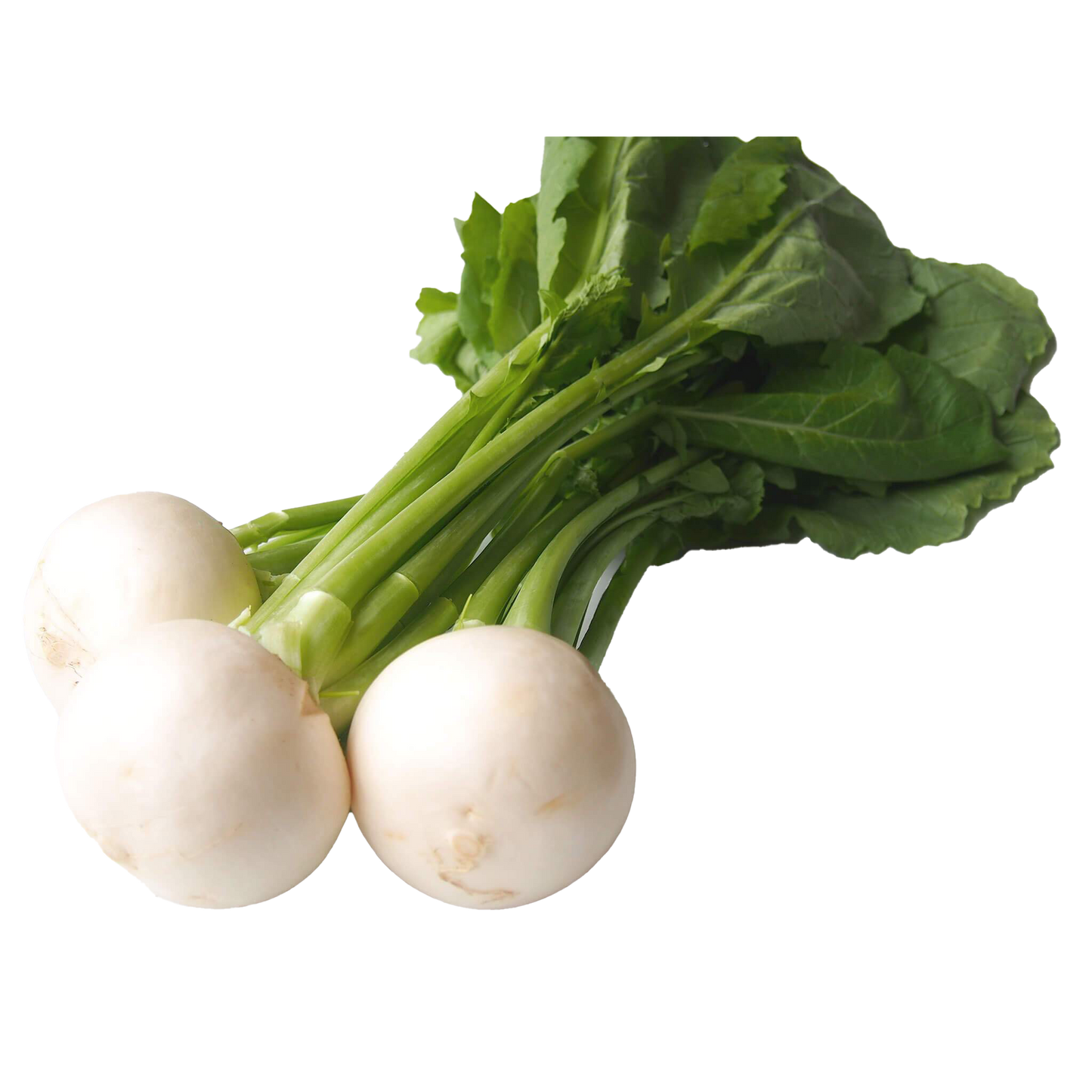 農薬不使用葉付きカブ|550〜600g