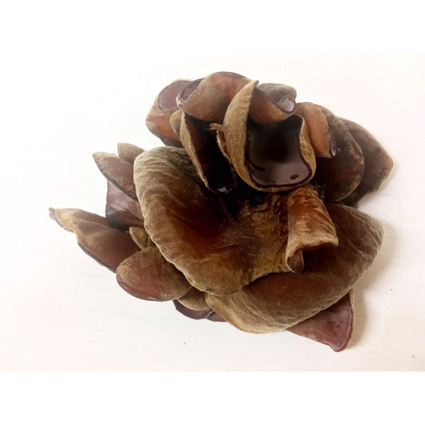 キクラゲ(農薬不使用)画像