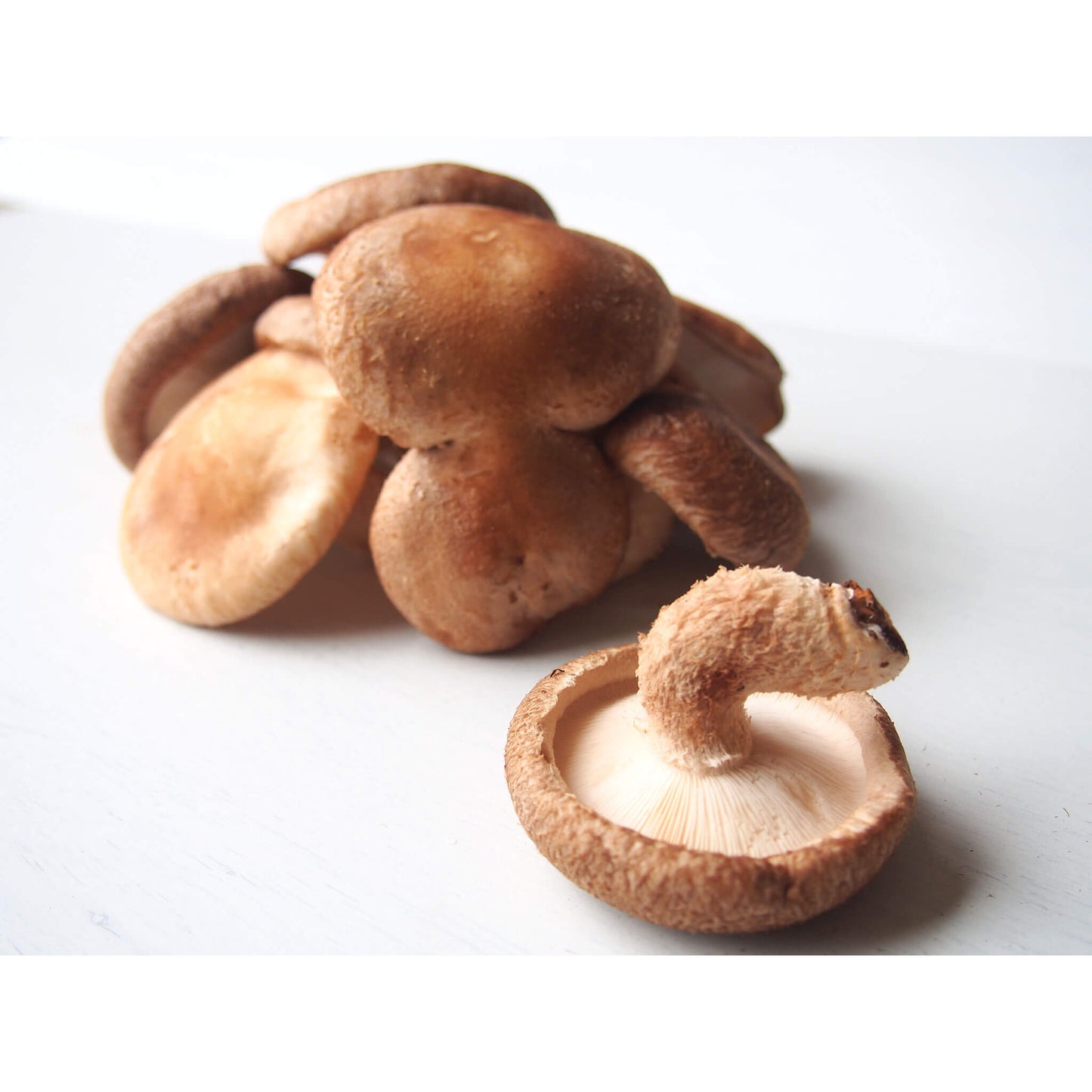 椎茸(農薬不使用)画像