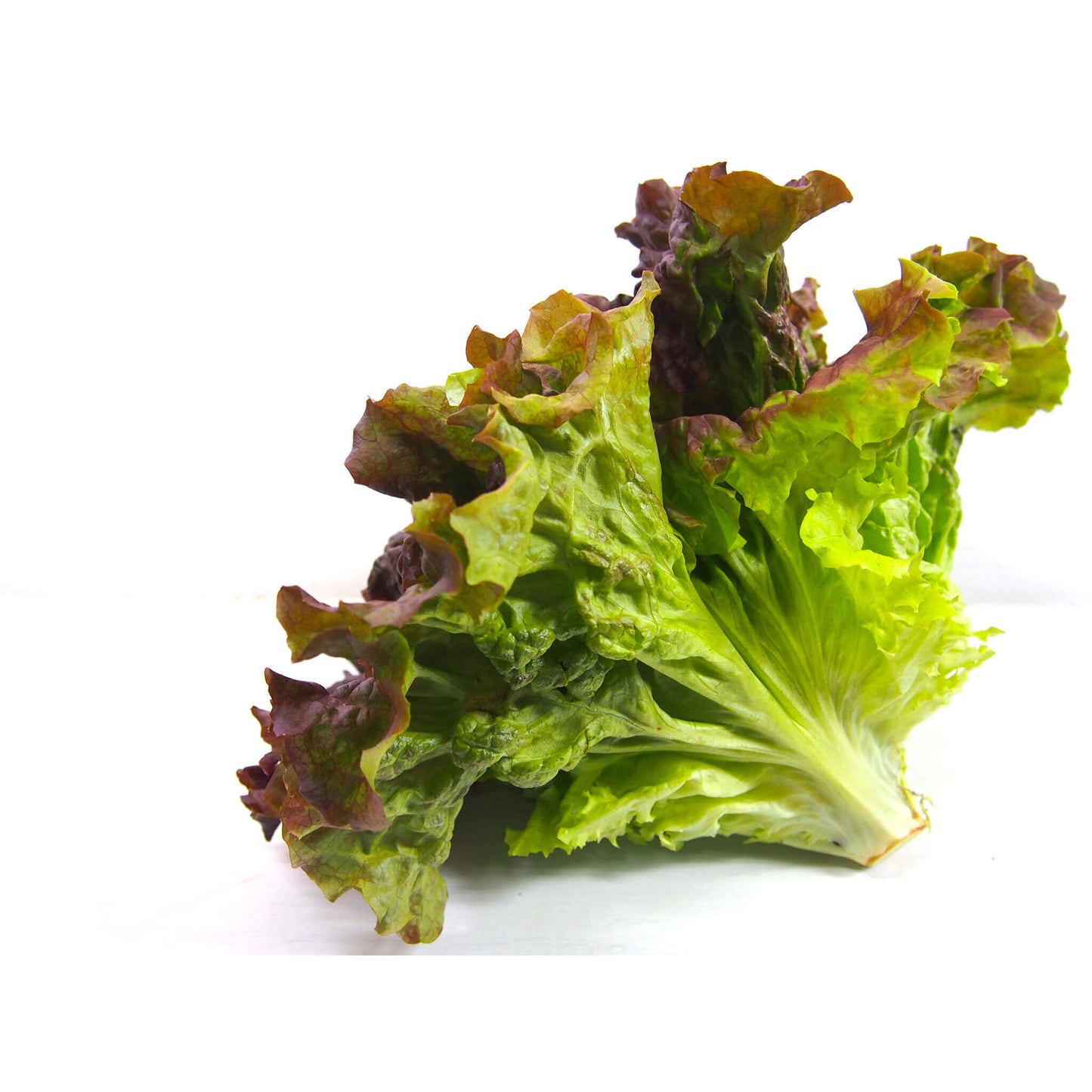 サニーレタスorリーフレタス画像