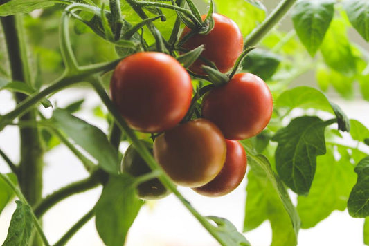 リコピンの効果がすごい！トマトの栄養と効能を紹介