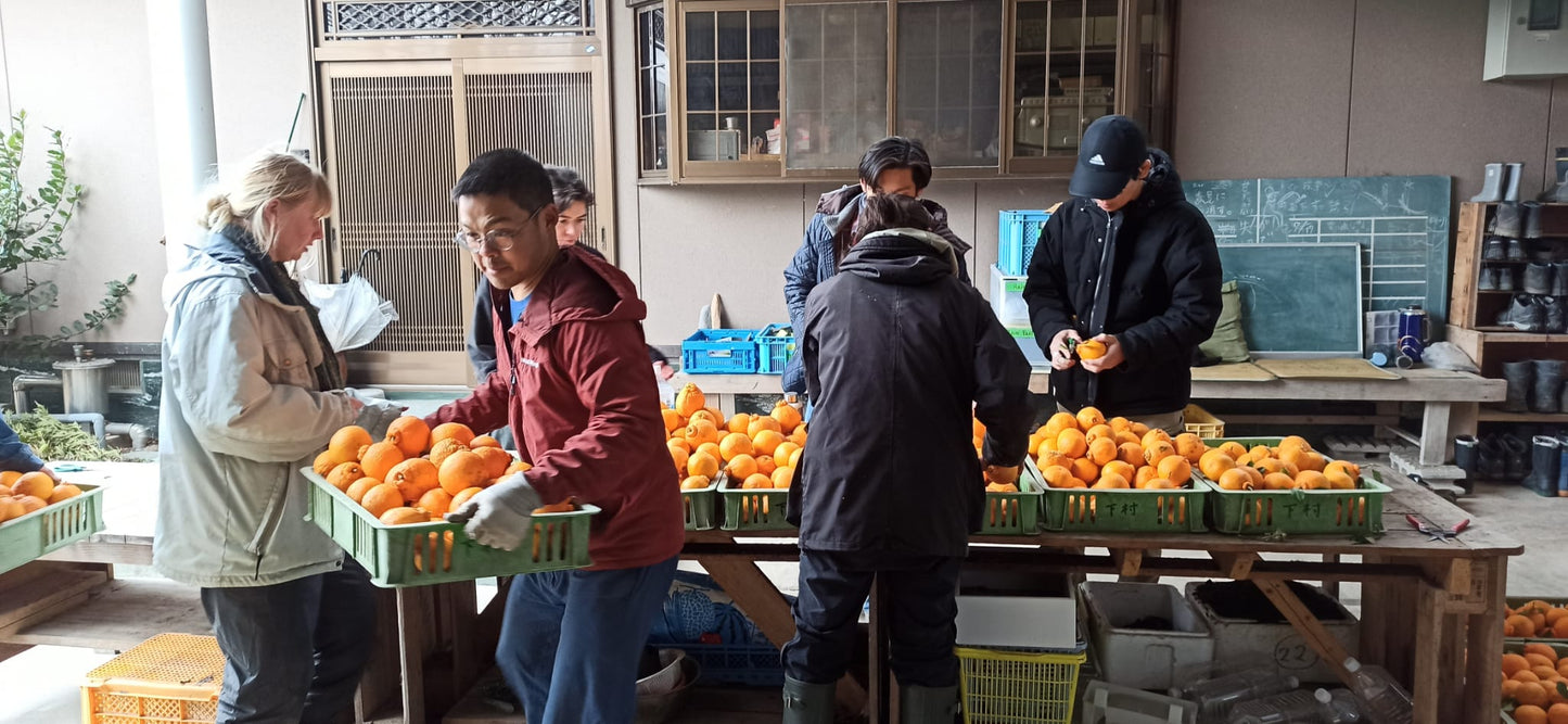 自然農不知火（デコポン）｜200g〜１kg