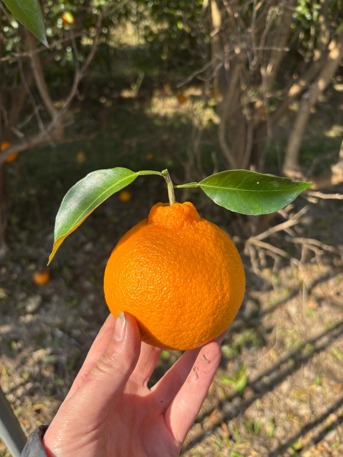 自然農不知火（デコポン）｜200g〜１kg