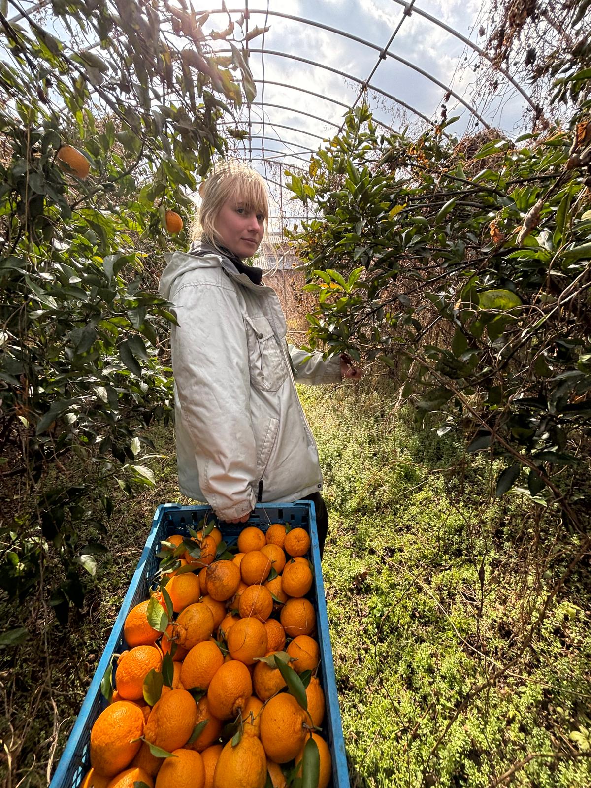 自然農不知火（デコポン）｜200g〜１kg