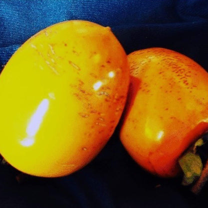 【農薬不使用】“とろり”と軟らかくて美味しい！干し柿５〜６個