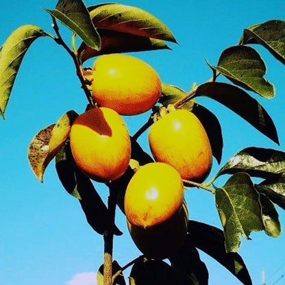 【農薬不使用】“とろり”と軟らかくて美味しい！干し柿５〜６個