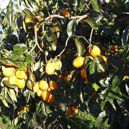 【農薬不使用】“とろり”と軟らかくて美味しい！干し柿５〜６個